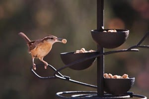 Carolina Wren, Bird Photo, Wild Birds Unlimited, WBU