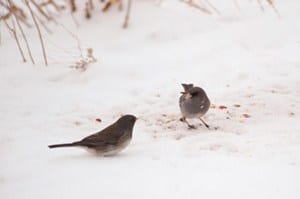 Juncos, Bird Photo, Wild Birds Unlimited, WBU